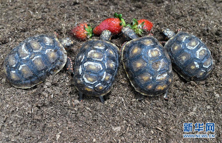 [7]（外代二線）動(dòng)物園里的小生靈